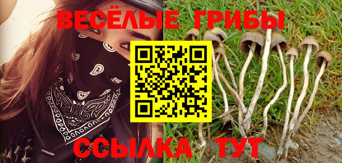 Тольятти  Псилоцибиновые грибы Psilocybe  Вход с VPN 
